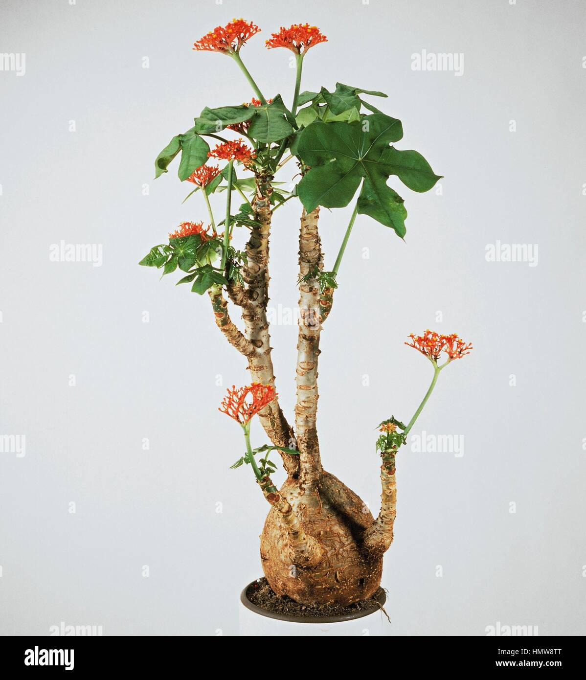 Bhudda belly plant, Bottleplant shrub or Gout plant (Jatropha podagrica), Euphorbiaceae. Stock Photo