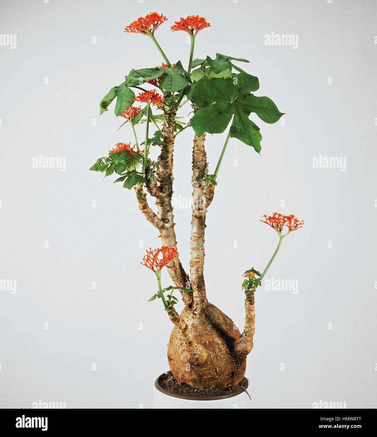Bhudda belly plant, Bottleplant shrub or Gout plant (Jatropha podagrica),  Euphorbiaceae Stock Photo - Alamy