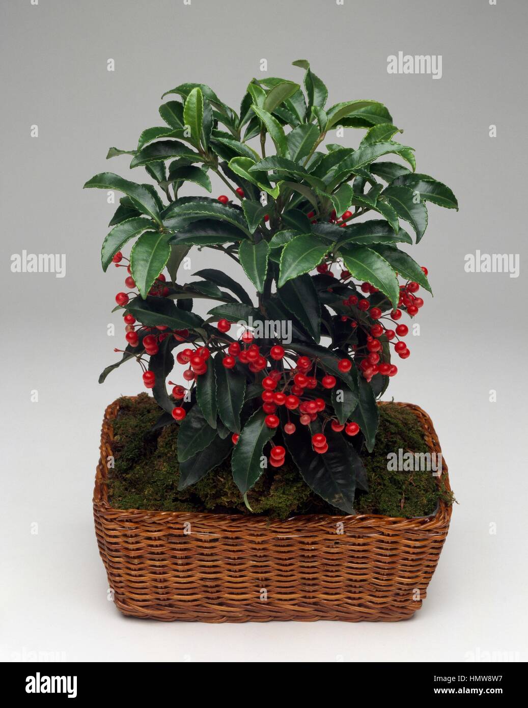 Christmas berry or Coral berry (Ardisia crenata), Myrsinaceae. Stock Photo