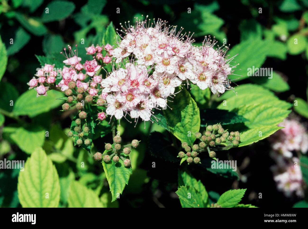 Shrubby cinquefoil (Potentilla fruticosa), Rosaceae. Stock Photo