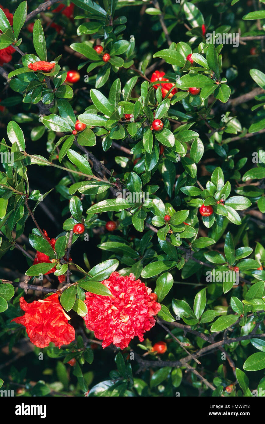 Hybrid of Pomegranate flowers (Punica granatum), Punicacee. Stock Photo