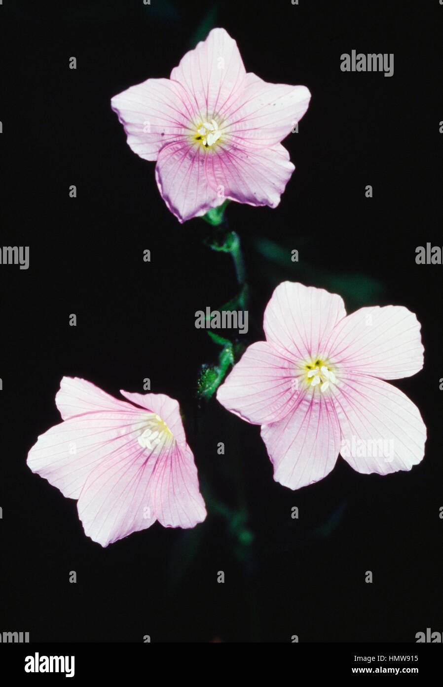 Sticky Flax (Linum viscosum), Linaceae. Stock Photo