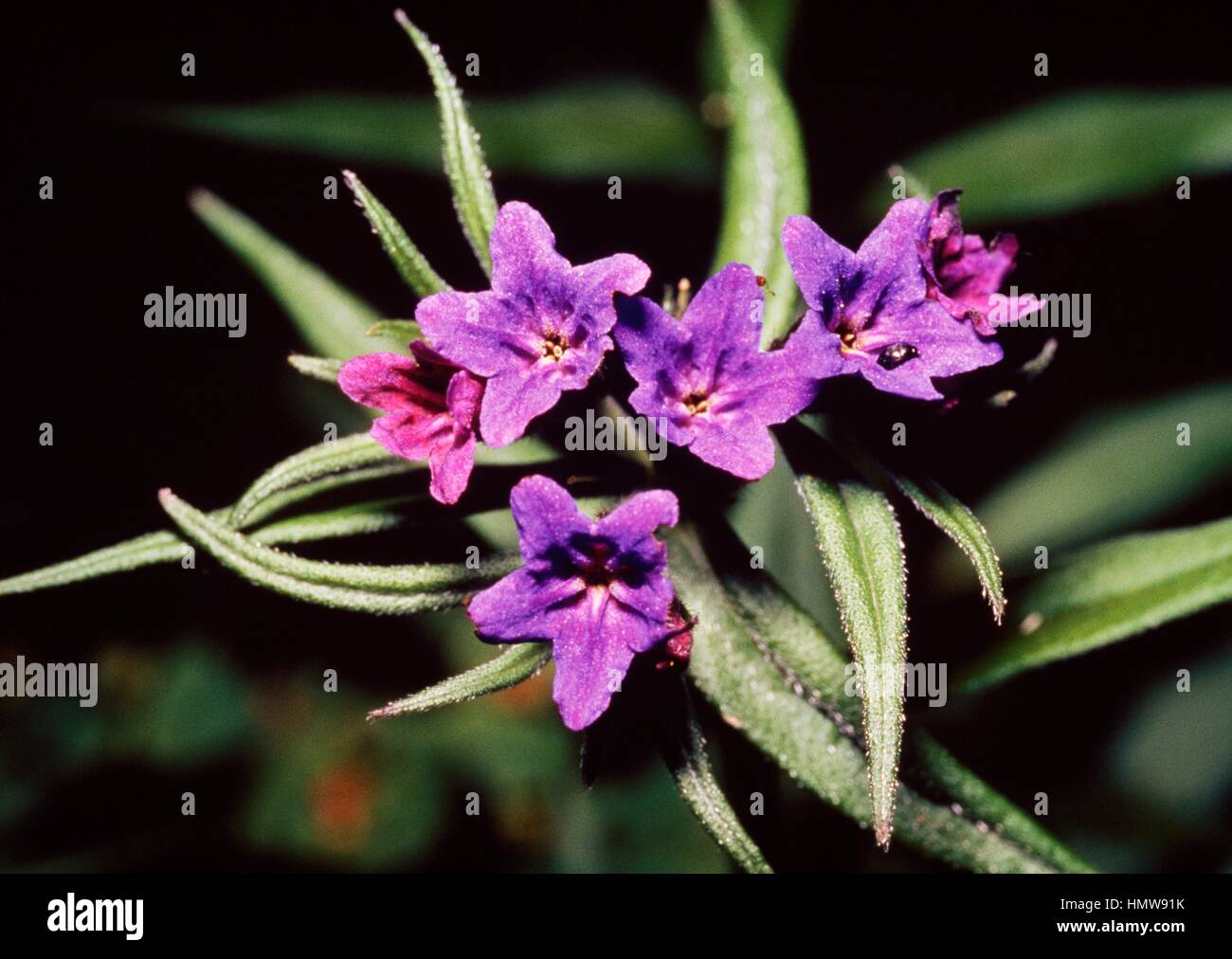 Narrow-leaved lungwort, blue cowslip (Pulmonaria angustifolia), Boraginaceae. Stock Photo
