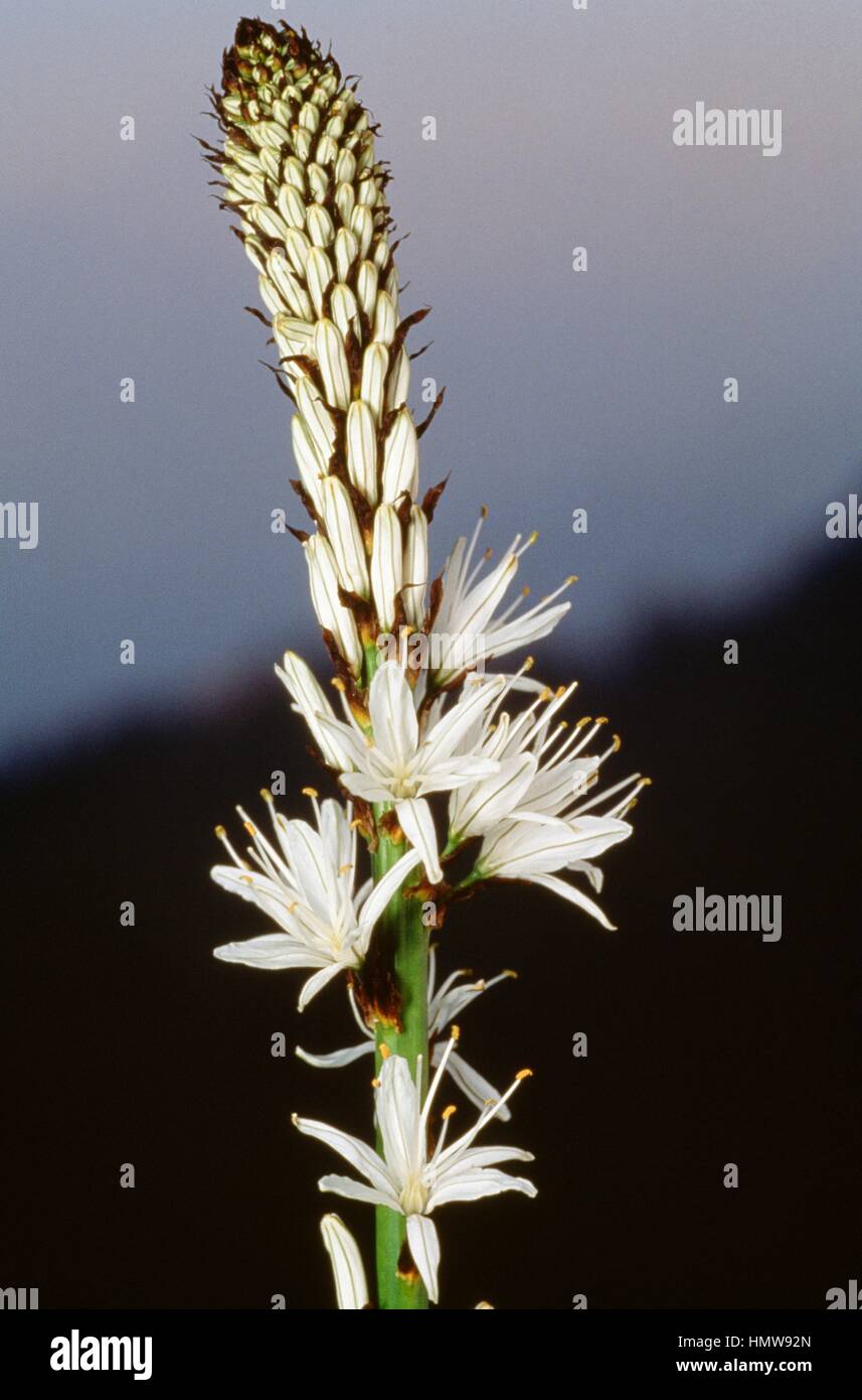 White asphodel (Asphodelus albus), Xanthorrhoeaceae. Stock Photo