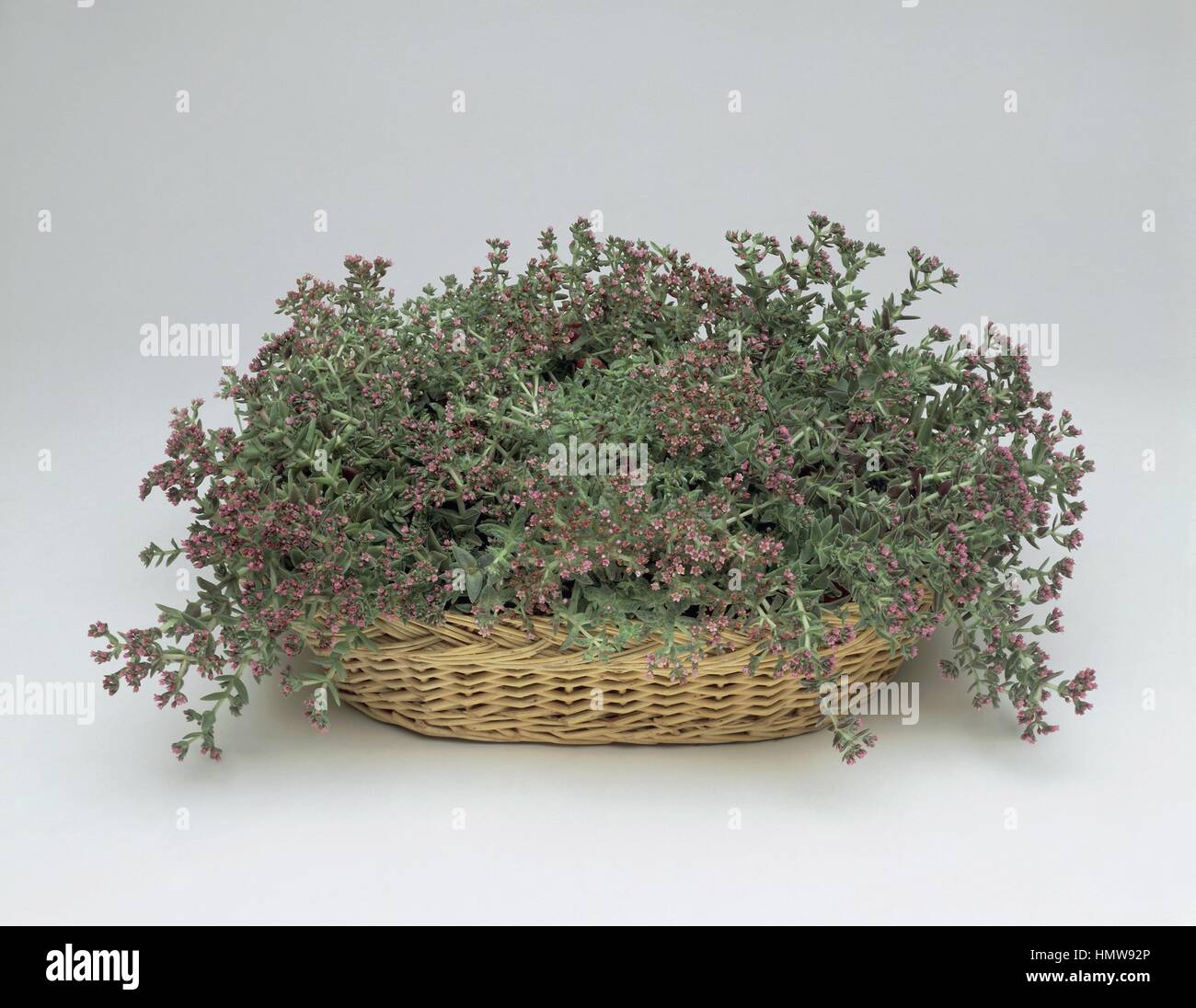 Houseplants - Crassulaceae. Crassula schmidtii Stock Photo