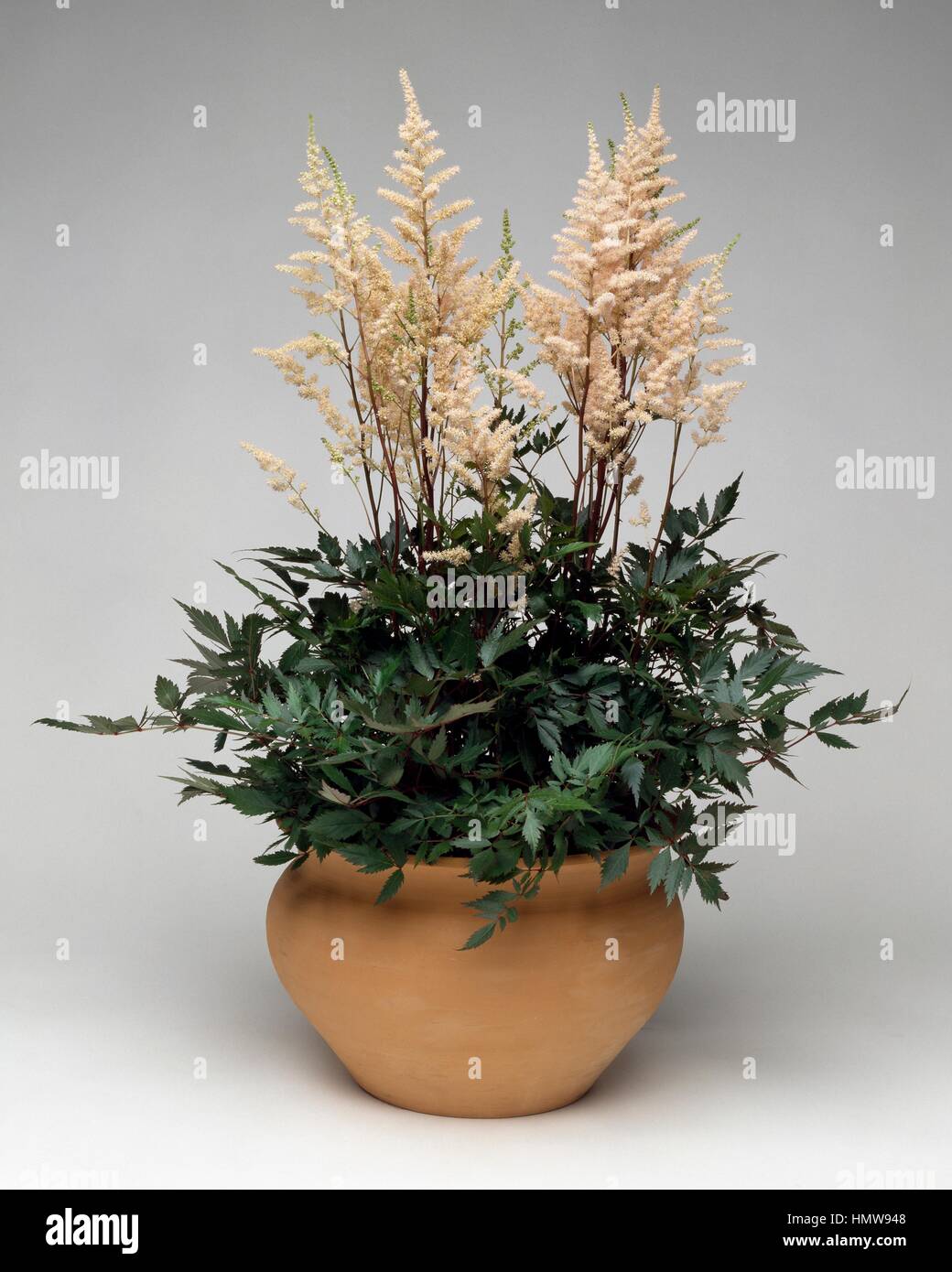 False spirea (Astilbe arendsii Irrlicht), Saxifragaceae. Stock Photo