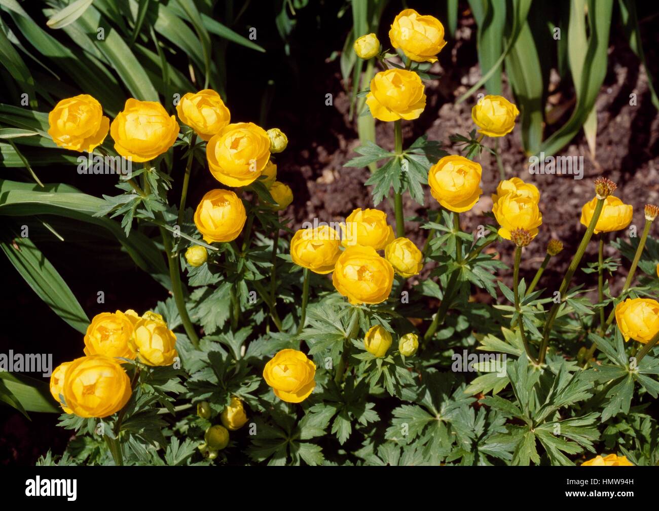 Globeflower Orange Princess (Trollius x cultorum Orange Princess), Ranunculaceae. Stock Photo