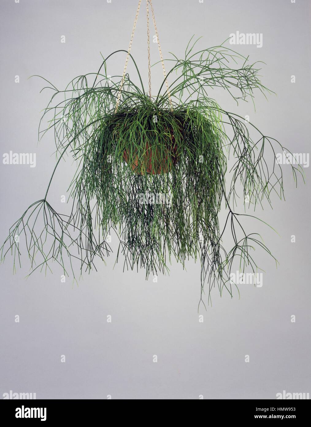 Mistletoe cactus (Rhipsalis baccifera or Rhipsalis cassuta), Cactaceae. Stock Photo