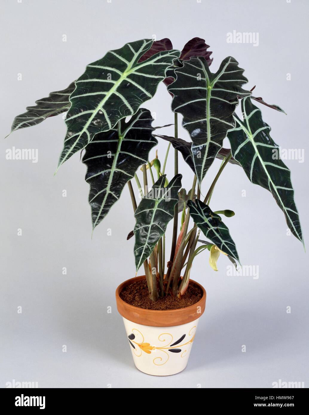 Amazon elephant's ear (Alocasia x amazonica), Araceae Stock Photo Alamy