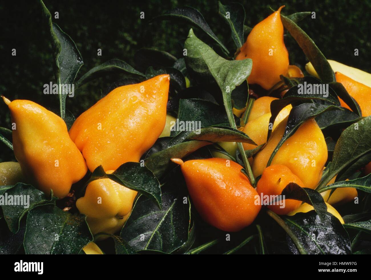 Peppers (Capsicum annuum), Solanaceae. Stock Photo