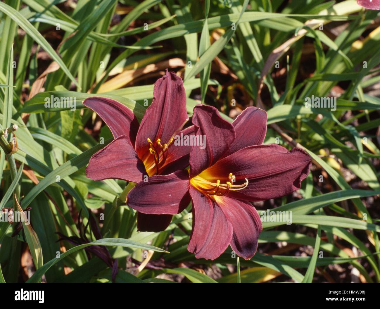 Day-lily (Hemerocallis American Revolution), Hemerocallidaceae. Stock Photo