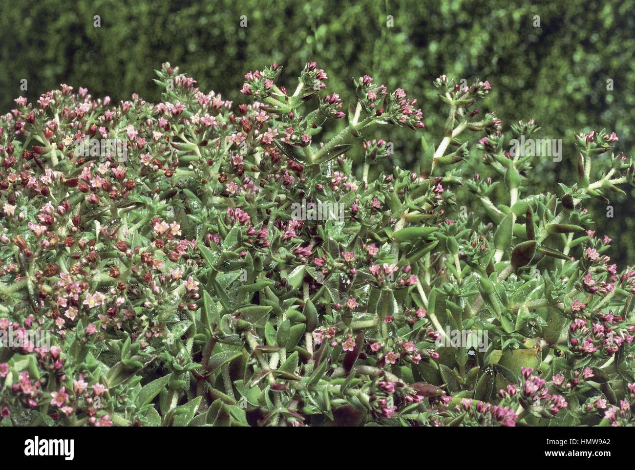 Botany - Crassulaceae. Crassula schmidtii Stock Photo