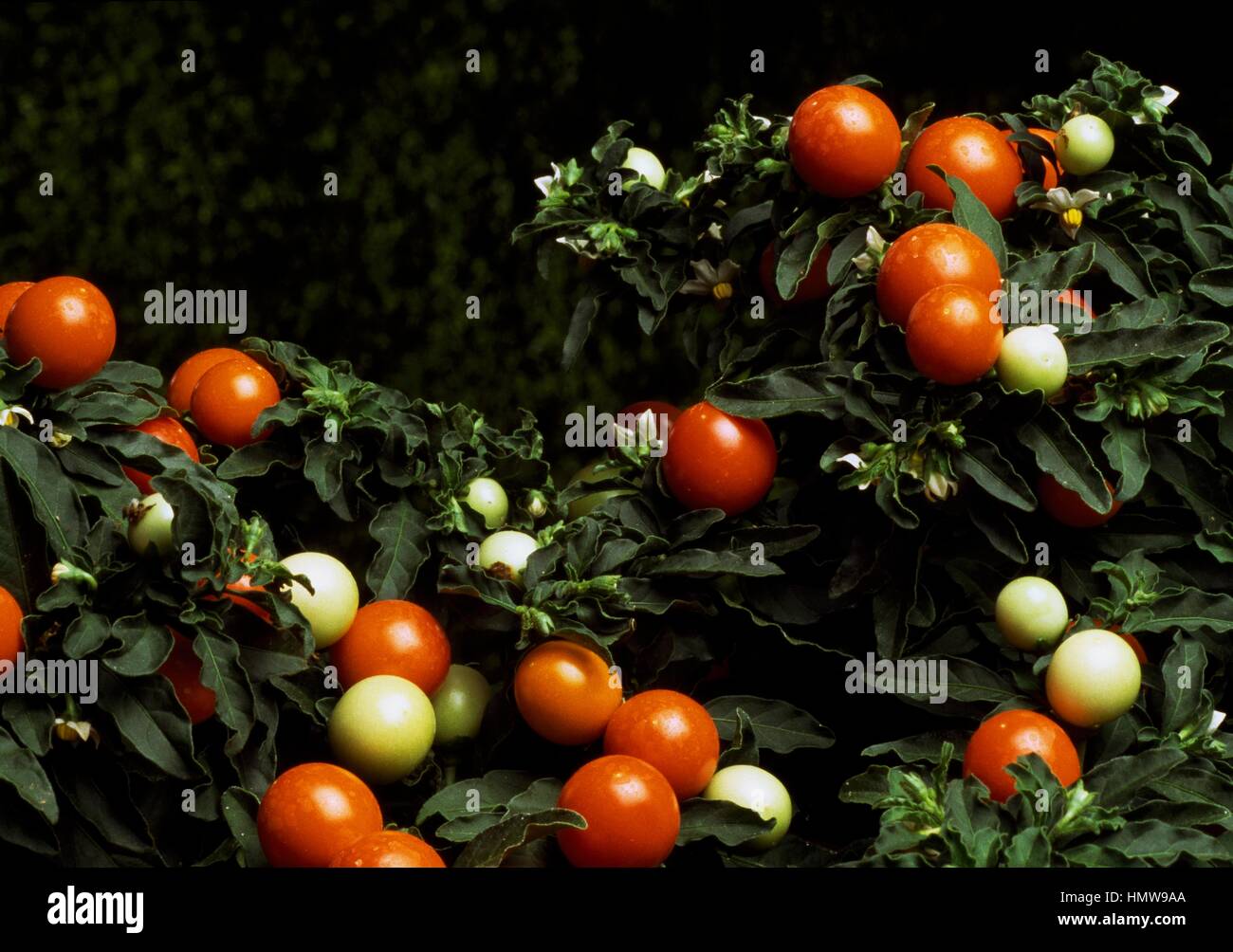 Jerusalem Cherry berries (Solanum pseudocapsicum), Solanaceae Stock