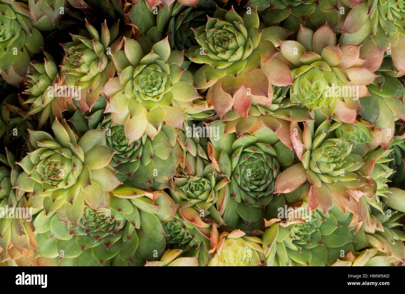 Jovibarba hirta or Sempervivum hirtum, Crassulaceae. Stock Photo