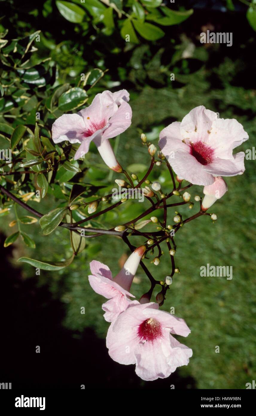 Bower of beauty (Bignonia jasminoides or Pandorea jasminoides), Bignoniaceae. Stock Photo