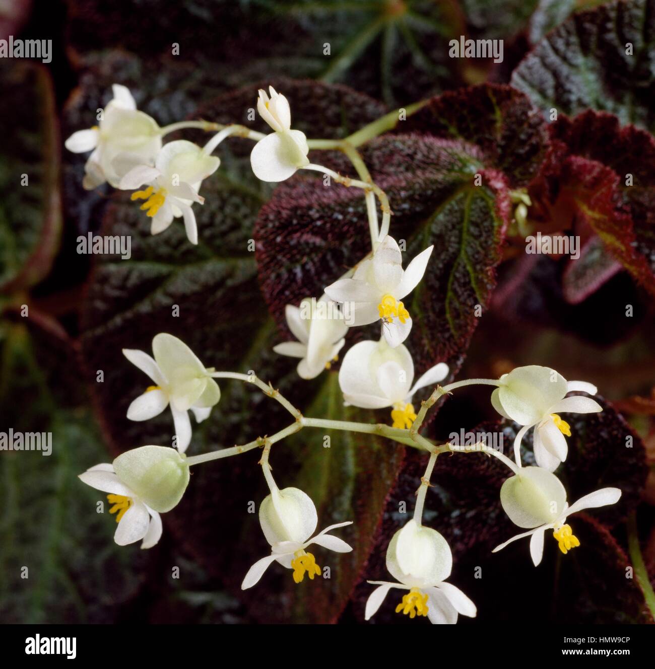 Begonia ramentacea, Begoniaceae. Stock Photo