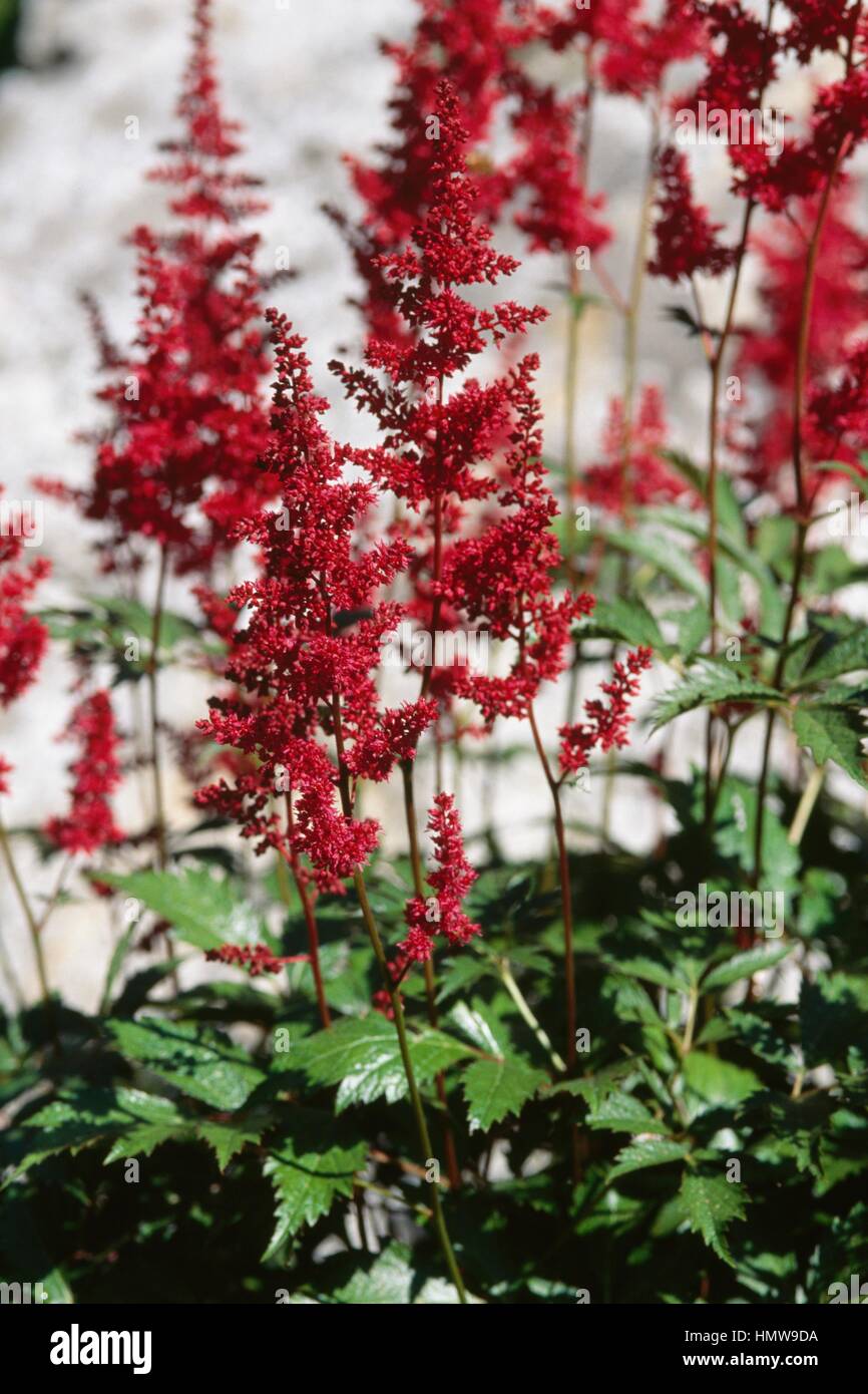 Astilbe Fanal in bloom, Saxifragaceae. Stock Photo