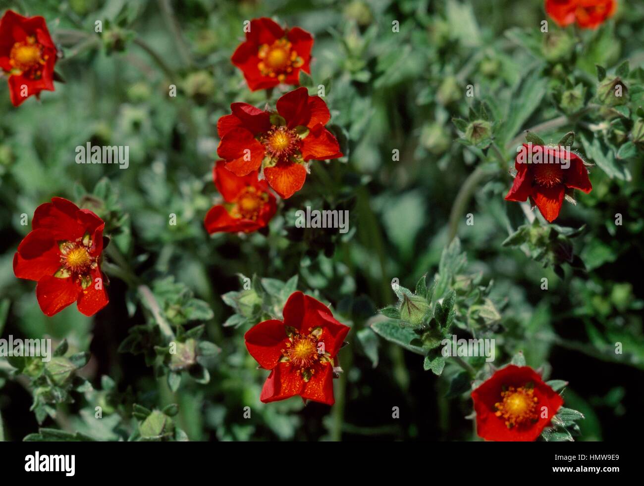 Cinquefoil (Potentilla nepalensis), Rosaceae. Stock Photo