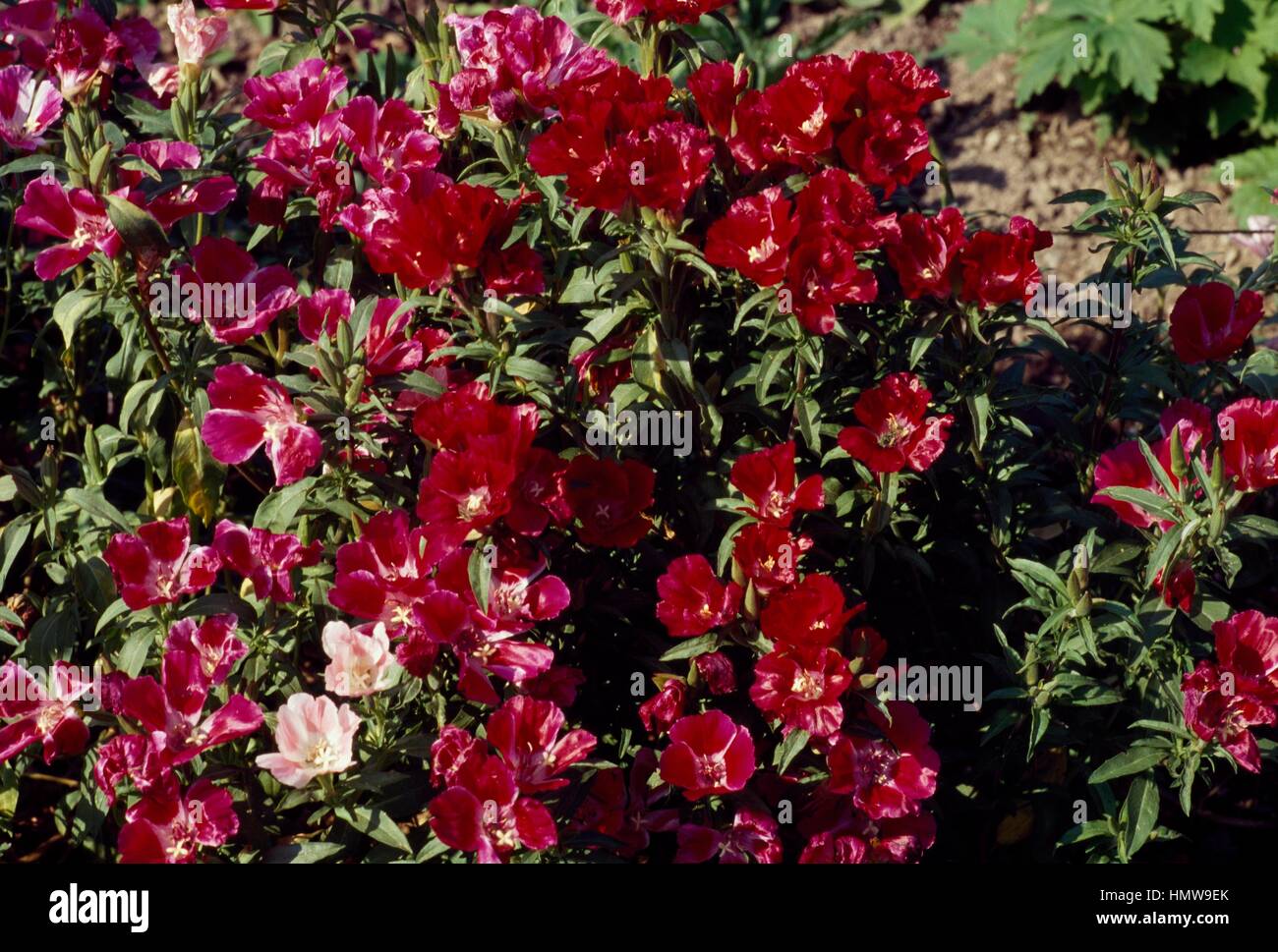 Farewell to spring or Godetia (Godetia grandiflora or Clarkia amoena), Onagraceae. Stock Photo