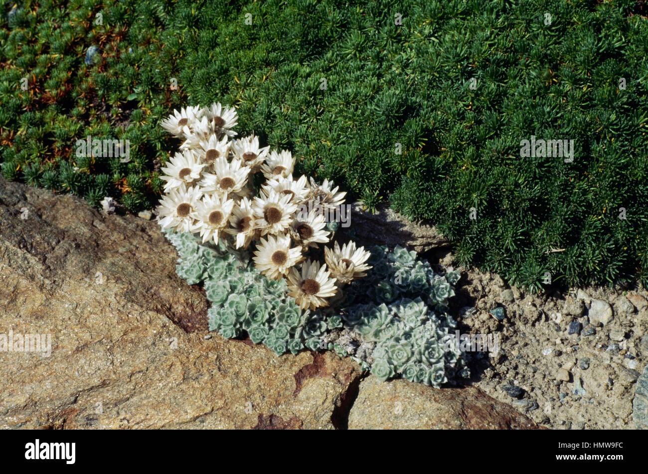 Alpine everlasting or Milford everlasting (Helichrysum milfordiae), Asteraceae. Stock Photo