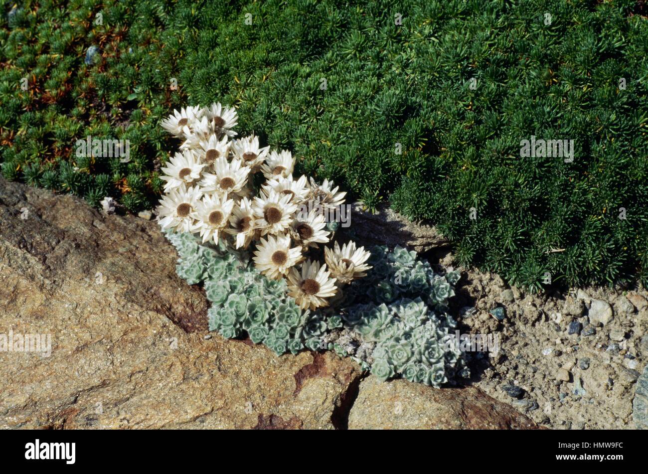 Alpine everlasting or Milford everlasting (Helichrysum milfordiae ...
