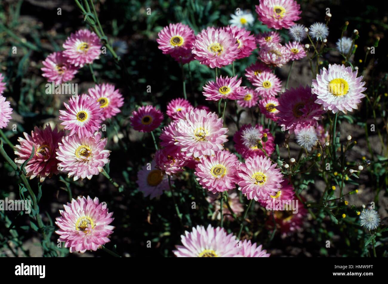 Pink Paper Daisy (Helipterum roseum, Acroclinium roseum or Rhodanthe chlorocephala rosea), Asteraceae. Stock Photo