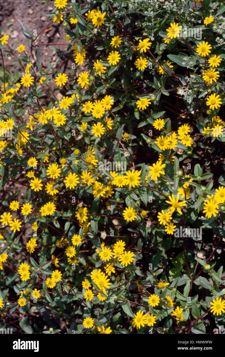 Mexican creeping zinnia (Sanvitalia procumbens), Asteraceae. Stock Photo