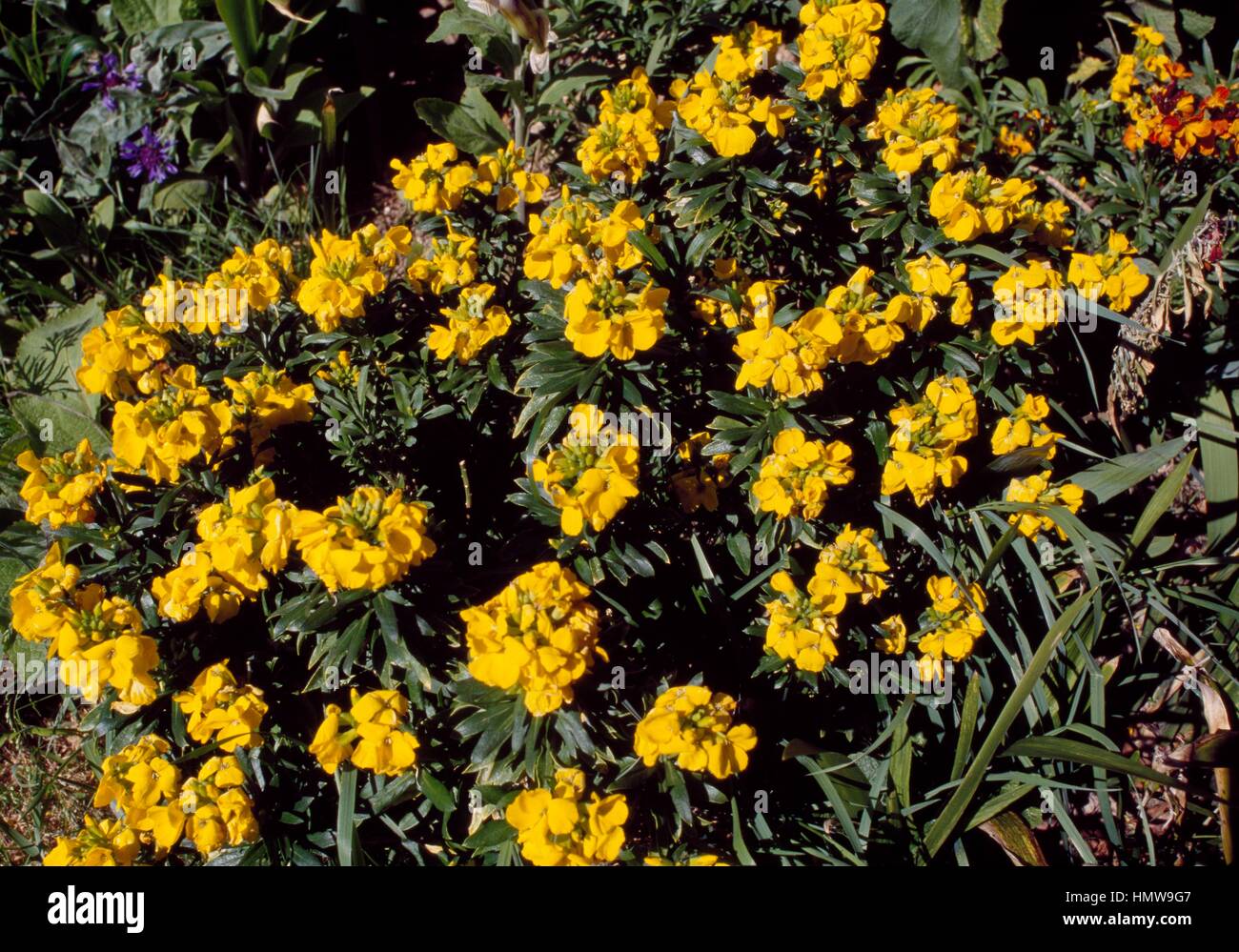 Aegean Wallflower (Erysimum cheiri), Brassicaceae. Stock Photo