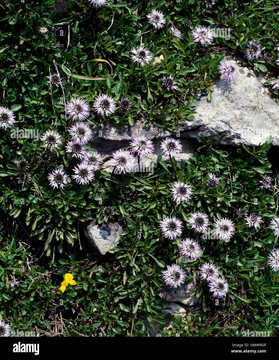 Common globularia (Globularia punctata), Plantaginaceae. Stock Photo
