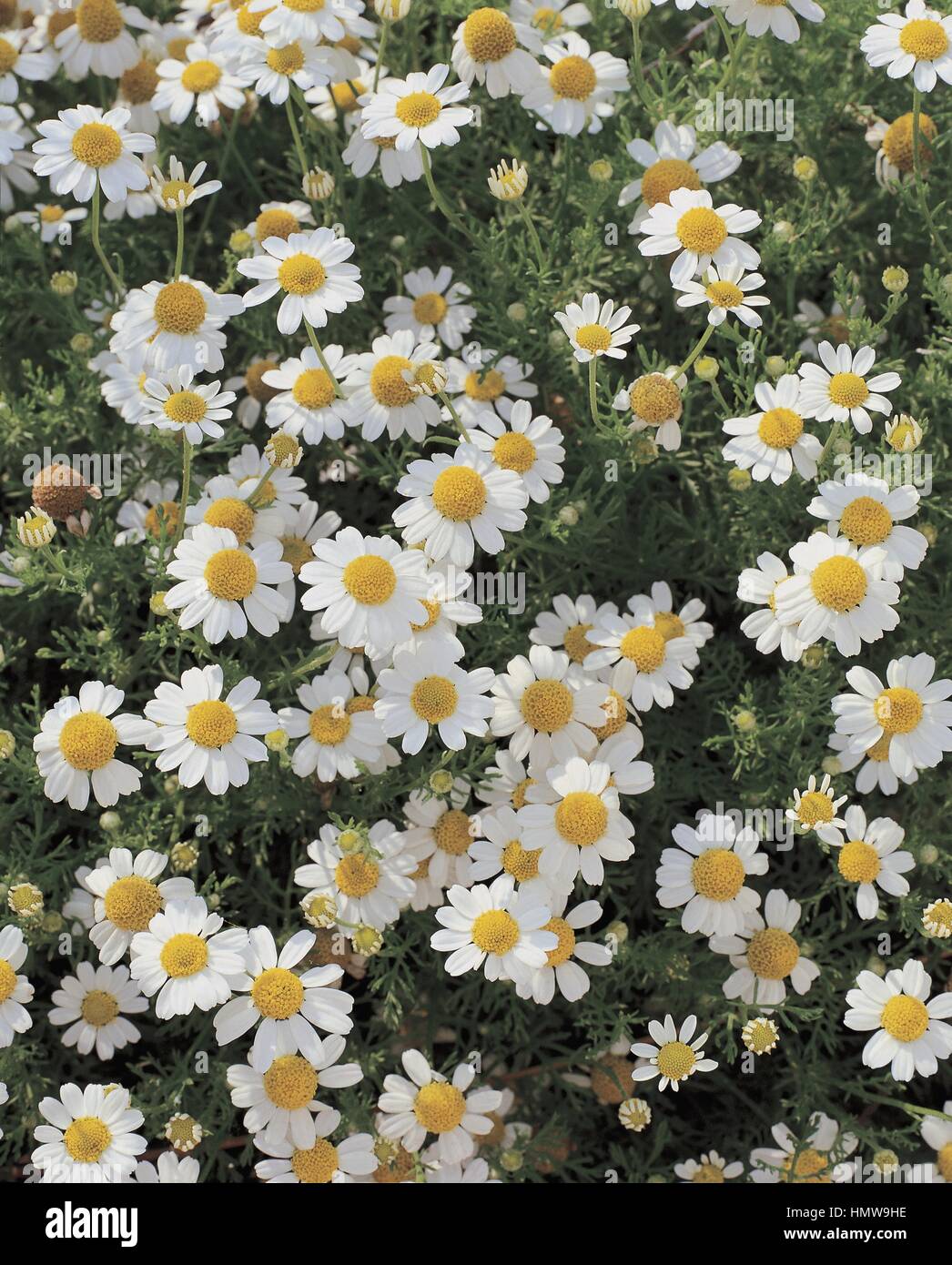 Botany Asteraceae. German chamomile (Matricaria chamomilla Stock Photo Alamy