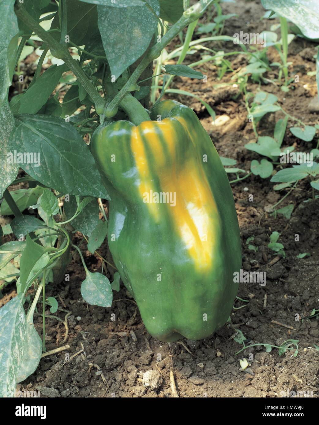 Cayenne pepper plant growing hires stock photography and images Alamy