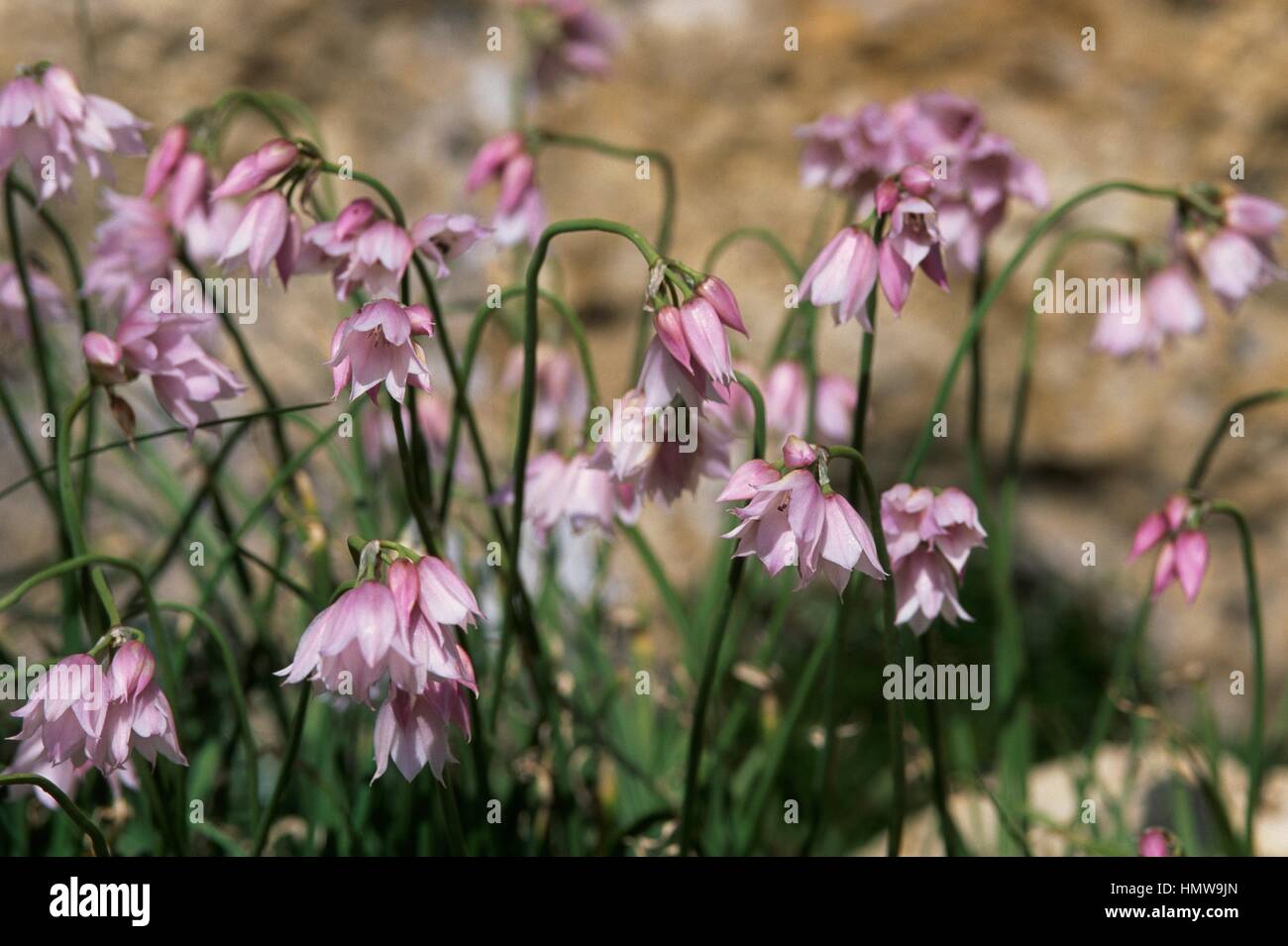 Ornamental Onion (Allium insubricum), Amaryllidaceae. Stock Photo