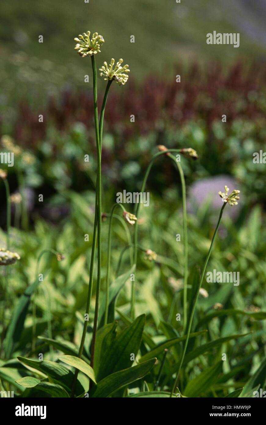 Victory Onion, Alpine Leek (Allium victorialis), Liliaceae. Stock Photo