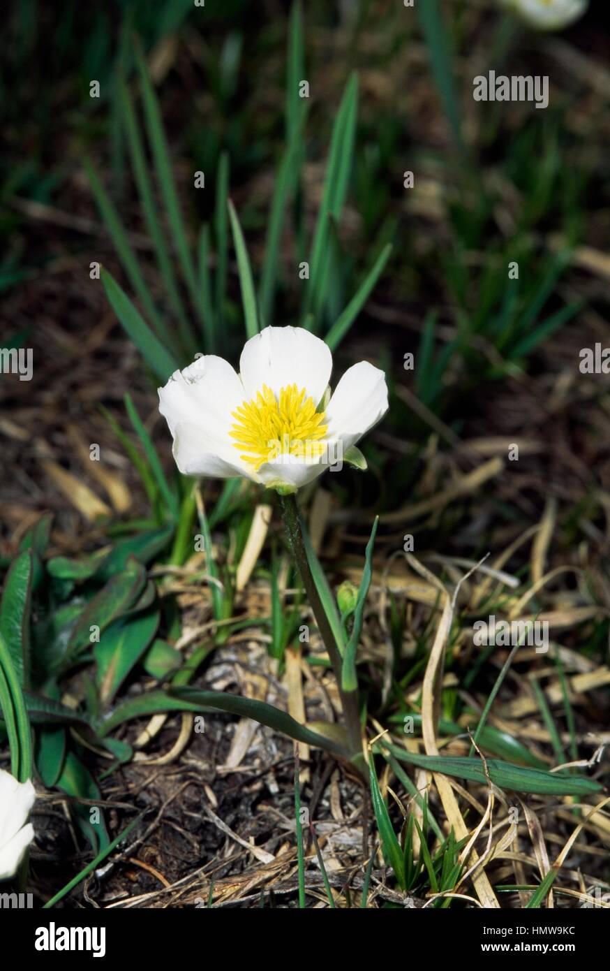 Pyrenean buttercup ranunculus pyrenaeus hi-res stock photography and ...