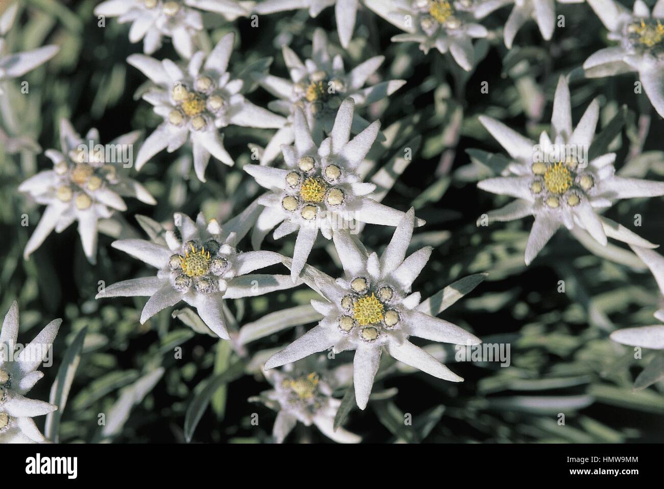 Botany - Asteraceae. Edelweiss (Leontopodium alpinum) Stock Photo