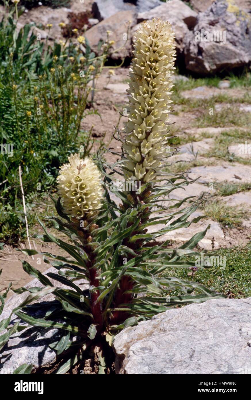 Bellflower (Campanula thyrsoides), Campanulaceae. Stock Photo