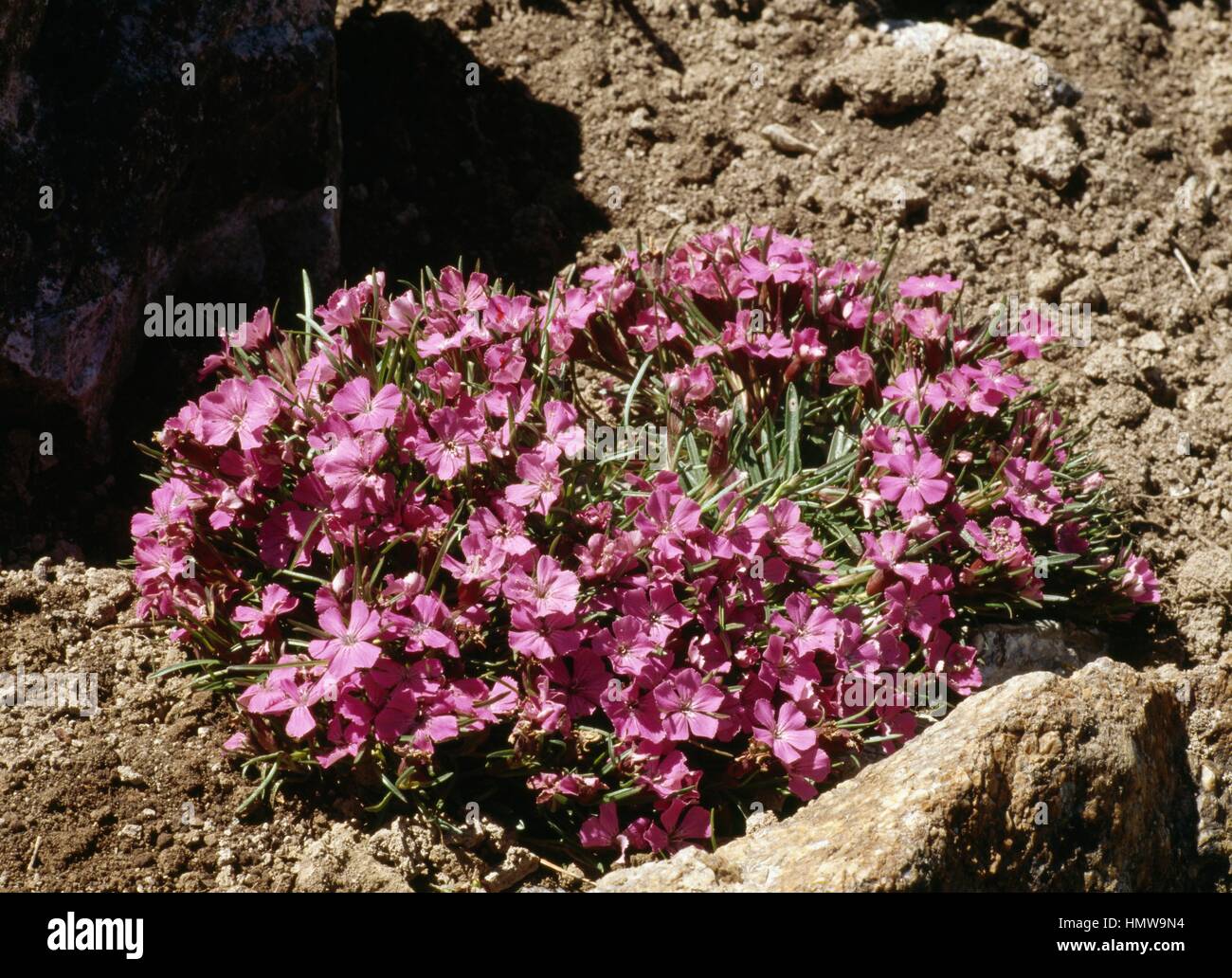 Glacier pink (Dianthus glacialis), Caryophyllaceae. Stock Photo