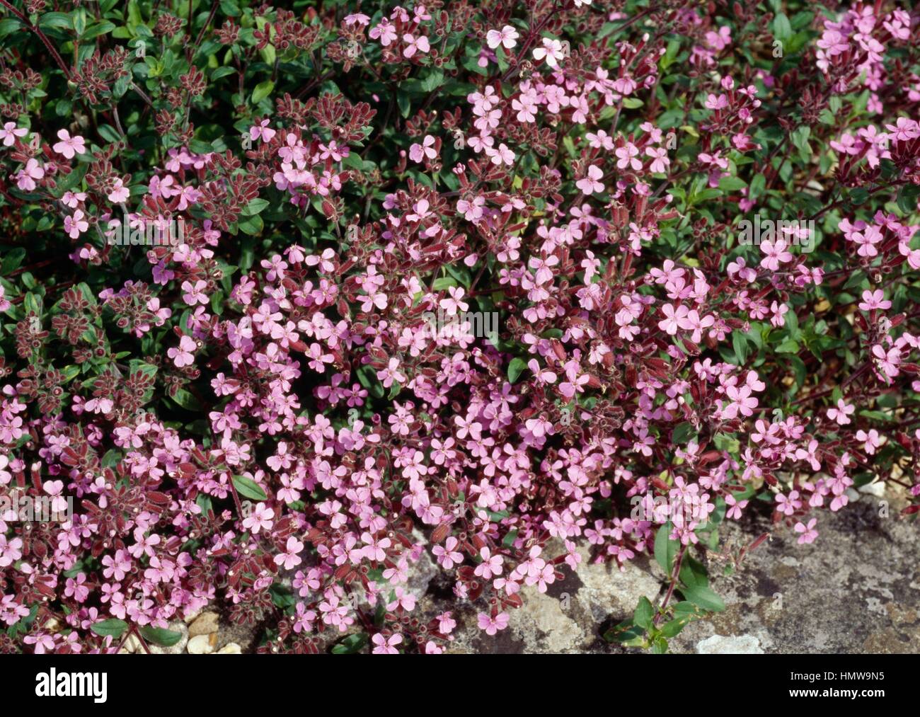 Rose daphne (Daphne cneorum), Thymelaeaceae. Stock Photo