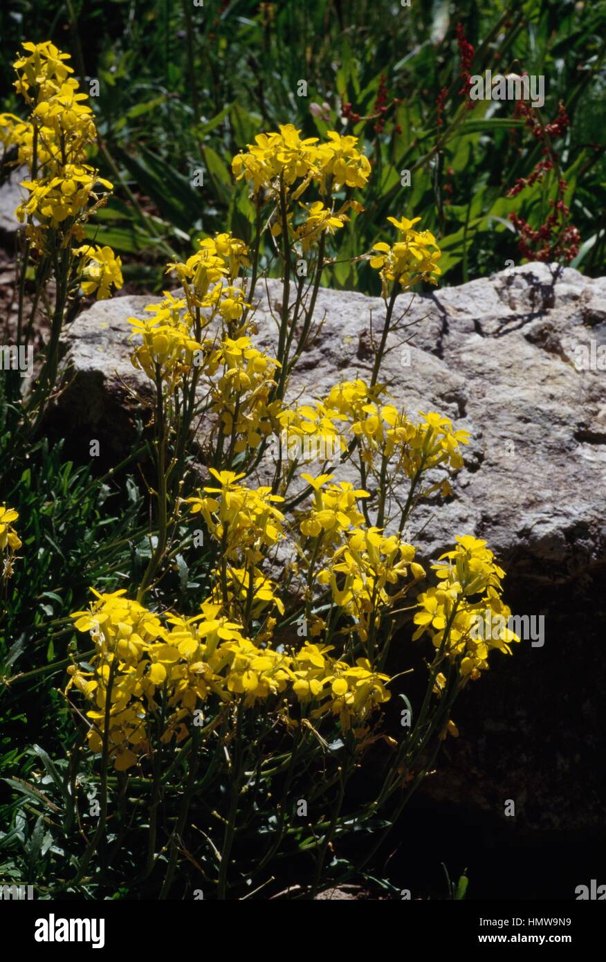 Tufted wallflower (Erysimum helveticum), Brassicaceae. Stock Photo