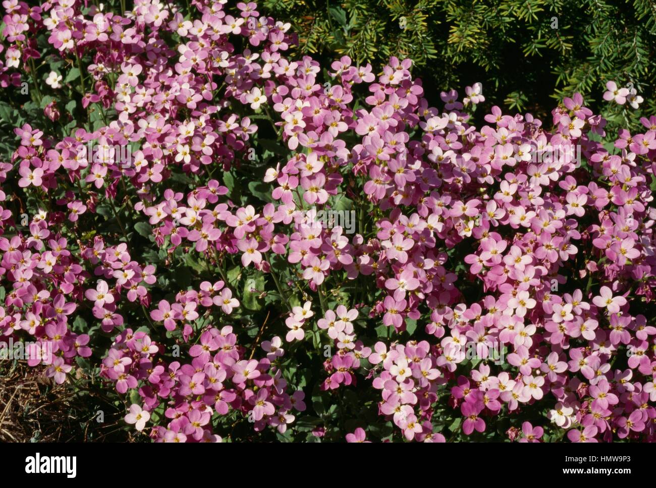 Snowcap Arabis or Alpine rock-cress (Arabis alpina), Brassicaceae. Stock Photo