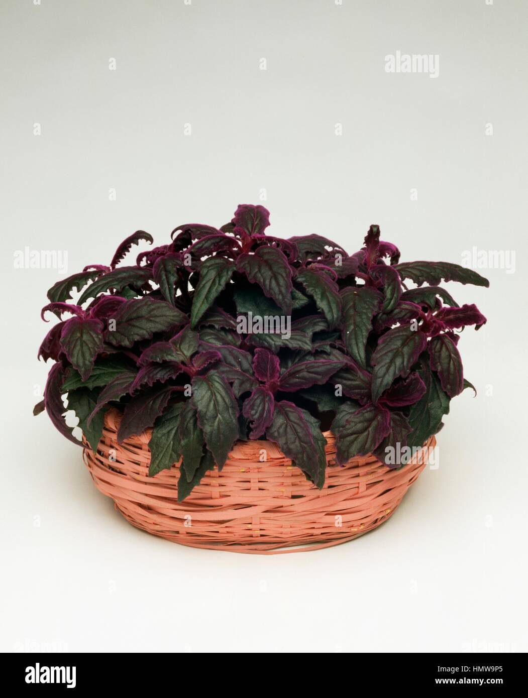 Purple Passion Plant Or Velvet Plant Gynura Purple Passion