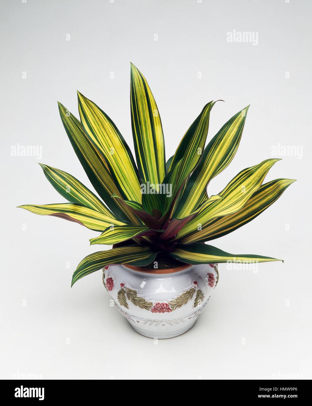 Boatlily, Mosesinthecradle or Oyster plant (Rhoeo discolor or