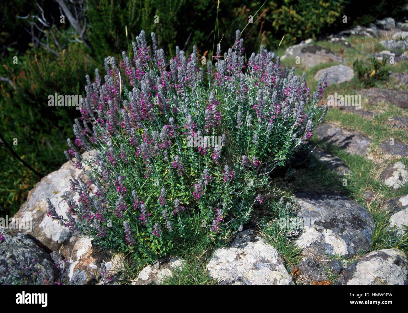 Cat thyme in bloom (Teucrium marum), Lamiaceae. Stock Photo