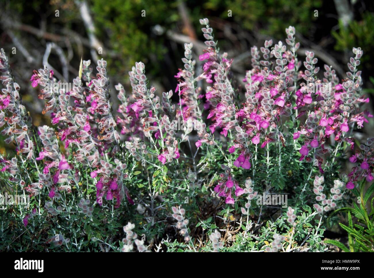 Cat thyme in bloom (Teucrium marum), Lamiaceae Stock Photo Alamy