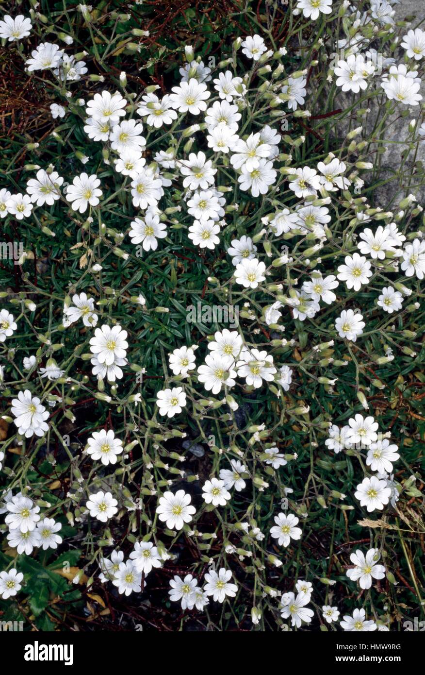 Mountain chickweed (Cerastium cerastoides), Caryophyllaceae. Stock Photo