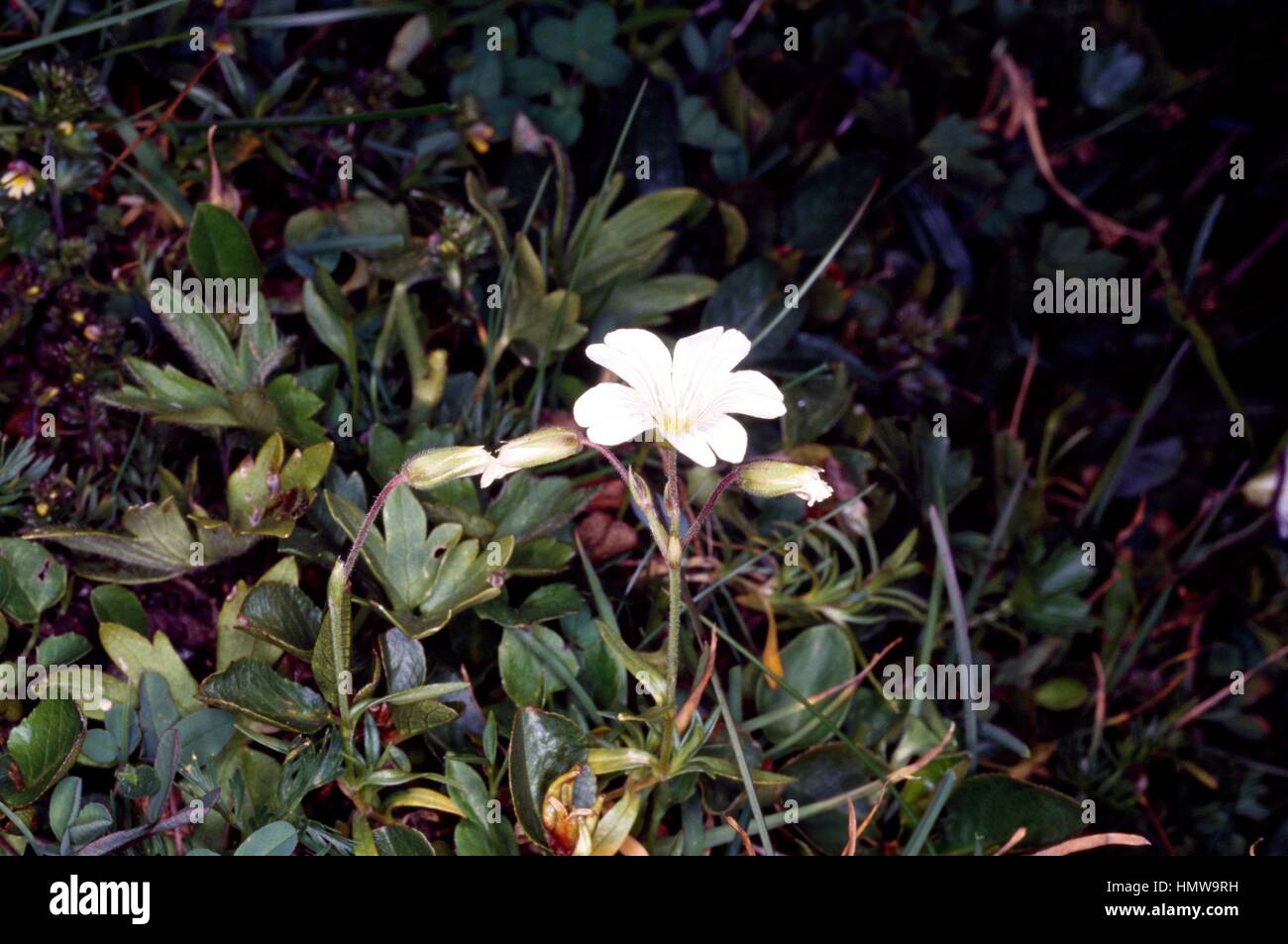 Mountain chickweed (Cerastium cerastoides), Caryophyllaceae. Stock Photo