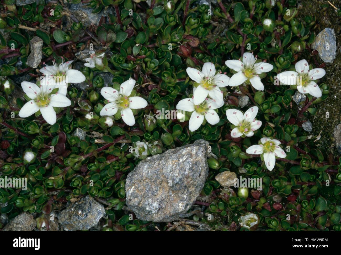 Two Flowered Sandwort (Arenaria biflora), Caryophyllaceae. Stock Photo