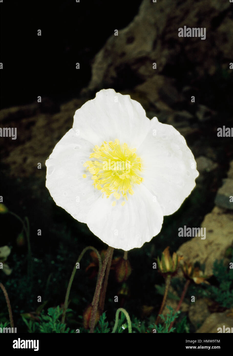 Meneerke bloem (Papaver alpinum sendtneri), Papaveraceae. Stock Photo