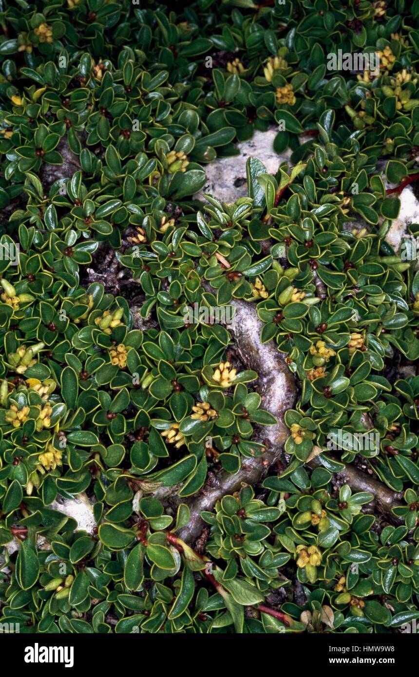 Thyme-leaved Willow (Salix serpyllifolia), Salicaceae. Stock Photo