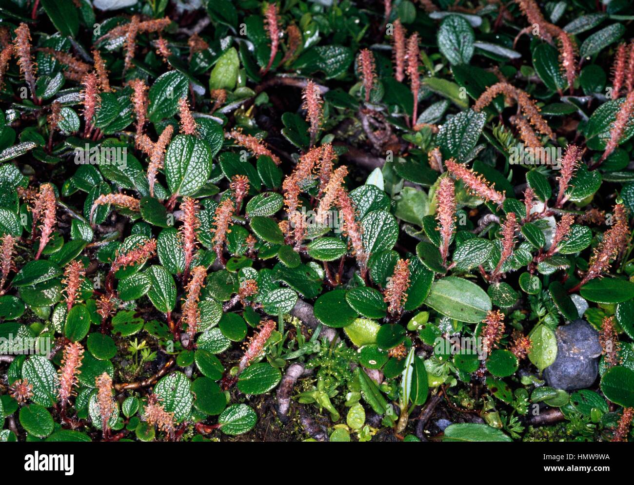 Net-veined Willow (Salix reticulata), Salicaceae. Stock Photo